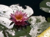 pink-waterlily-1