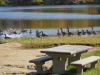geese-at-town-beach